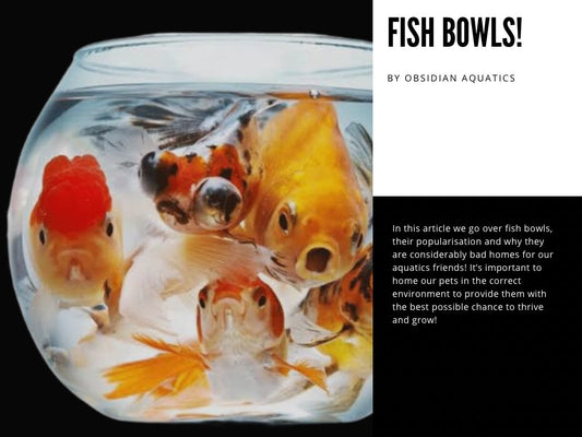 𝗕𝗢𝗪𝗟𝗦; 𝗔𝗥𝗘 𝗧𝗛𝗘𝗬 𝗔𝗖𝗖𝗘𝗣𝗧𝗔𝗕𝗟𝗘 𝗙𝗢𝗥 𝗙𝗜𝗦𝗛? - Obsidian Aquatics