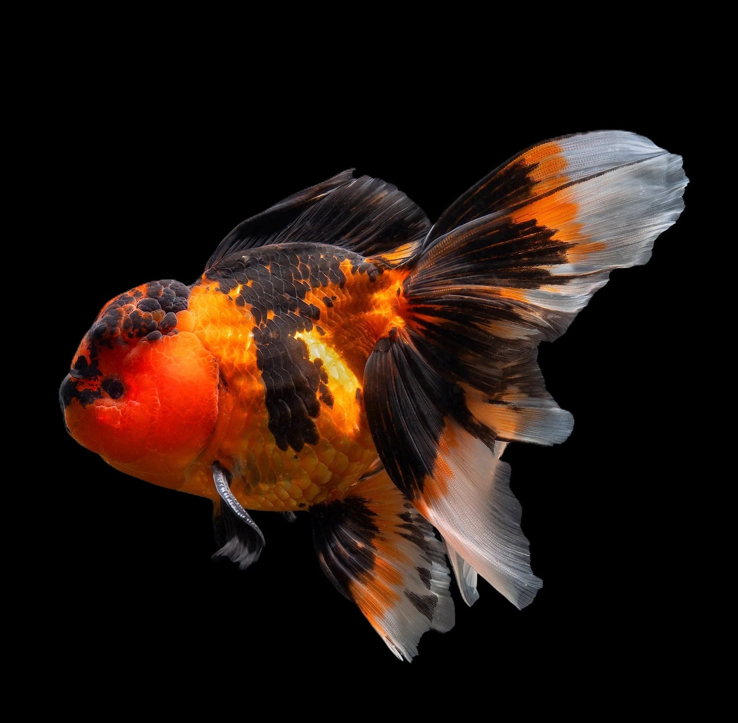 Goldfish - Obsidian Aquatics