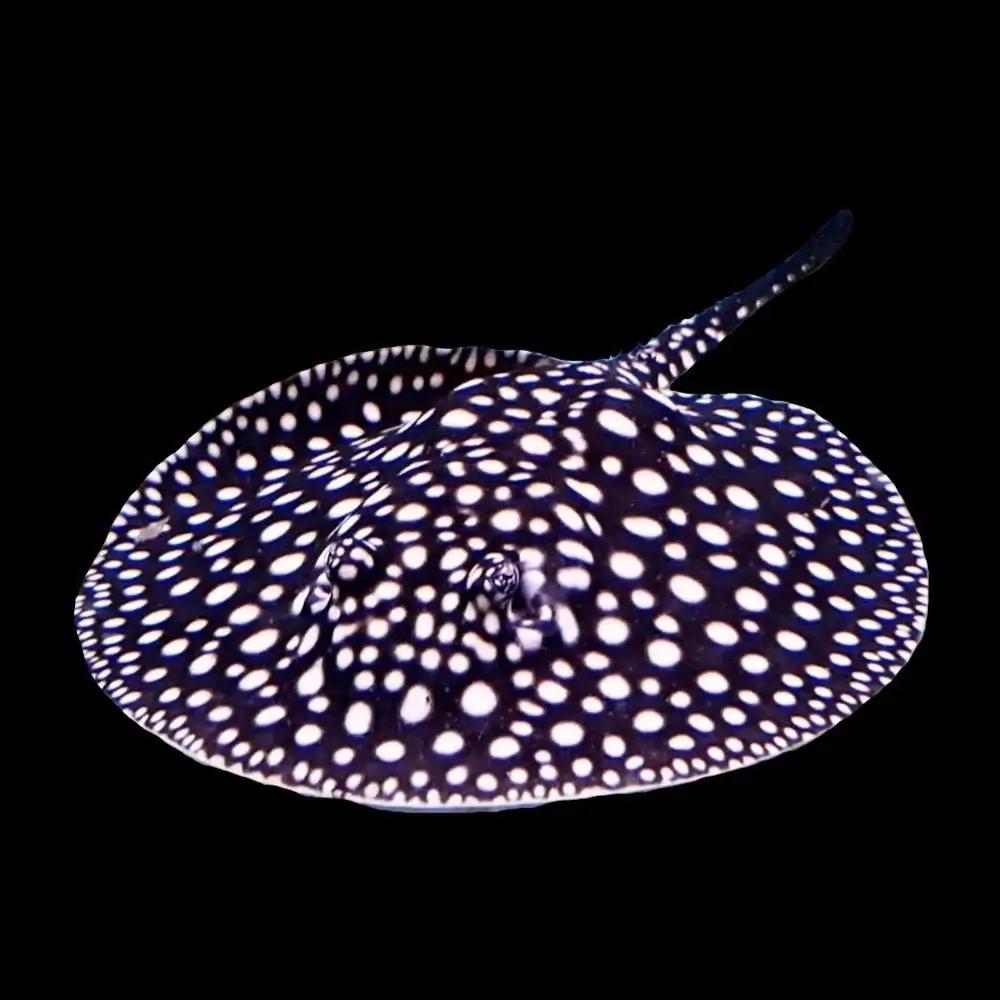 Stingray