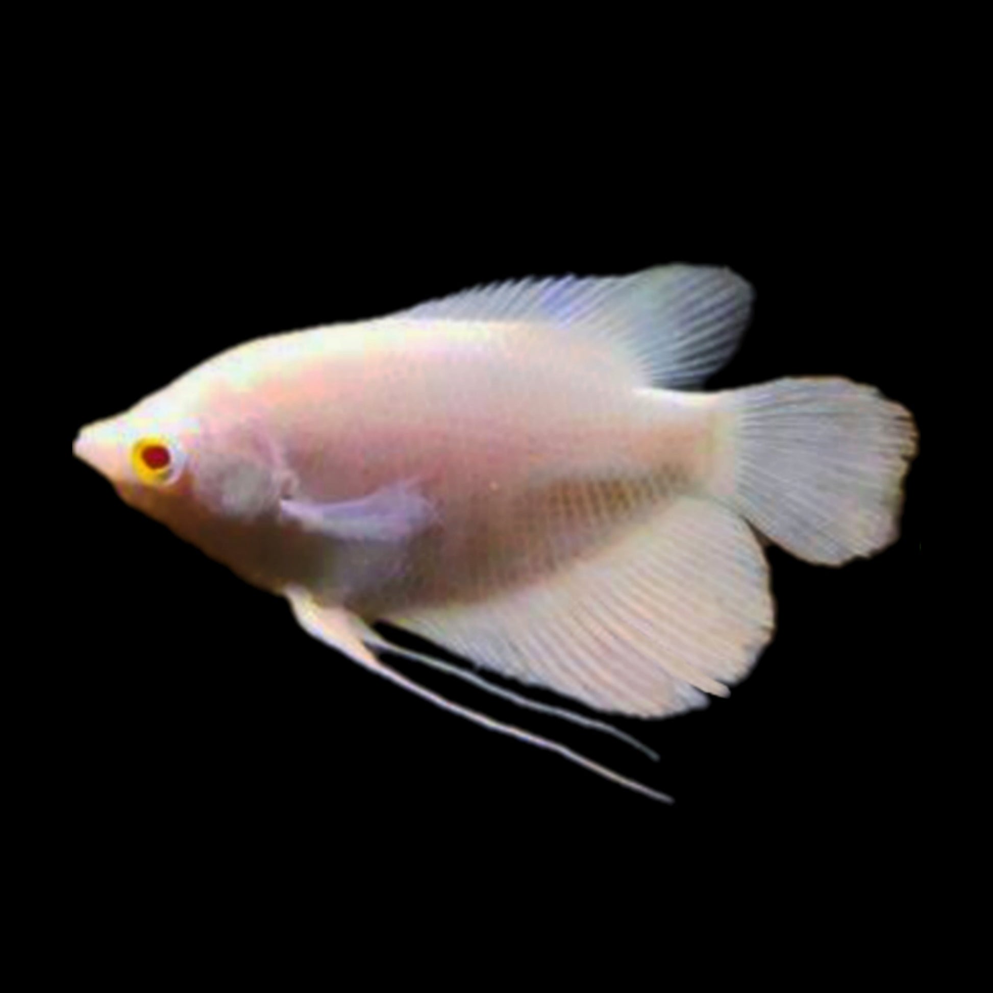 Albino Giant Gourami - Obsidian Aquatics