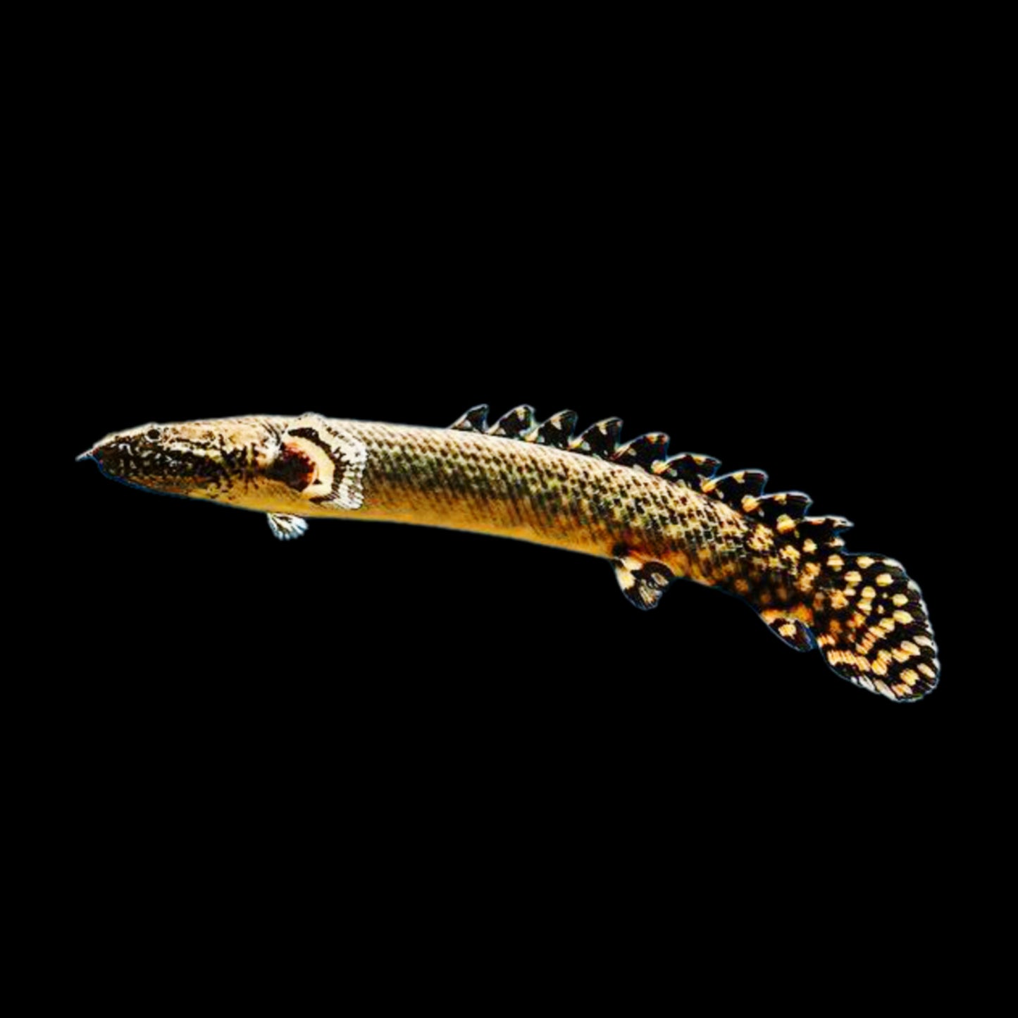 Ornate Bichir - Obsidian Aquatics
