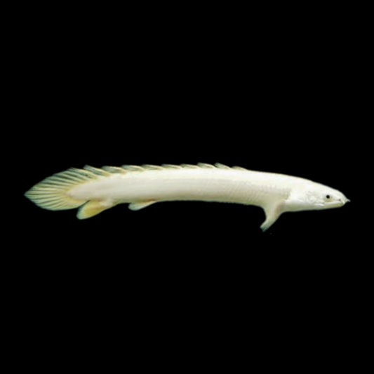 Platinum Senegal Bichir - Obsidian Aquatics