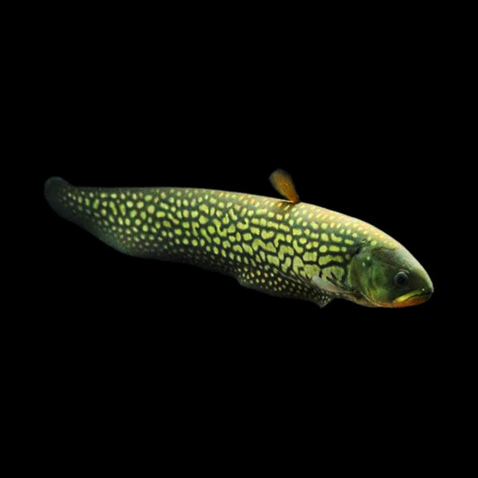 Reticulated Knifefish - Obsidian Aquatics