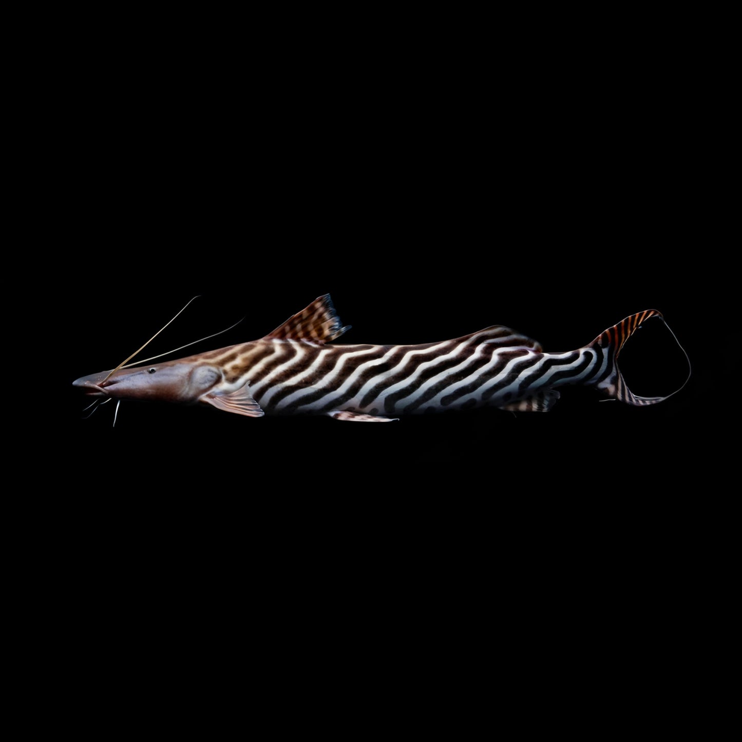 Tigrinus Catfish - Obsidian Aquatics