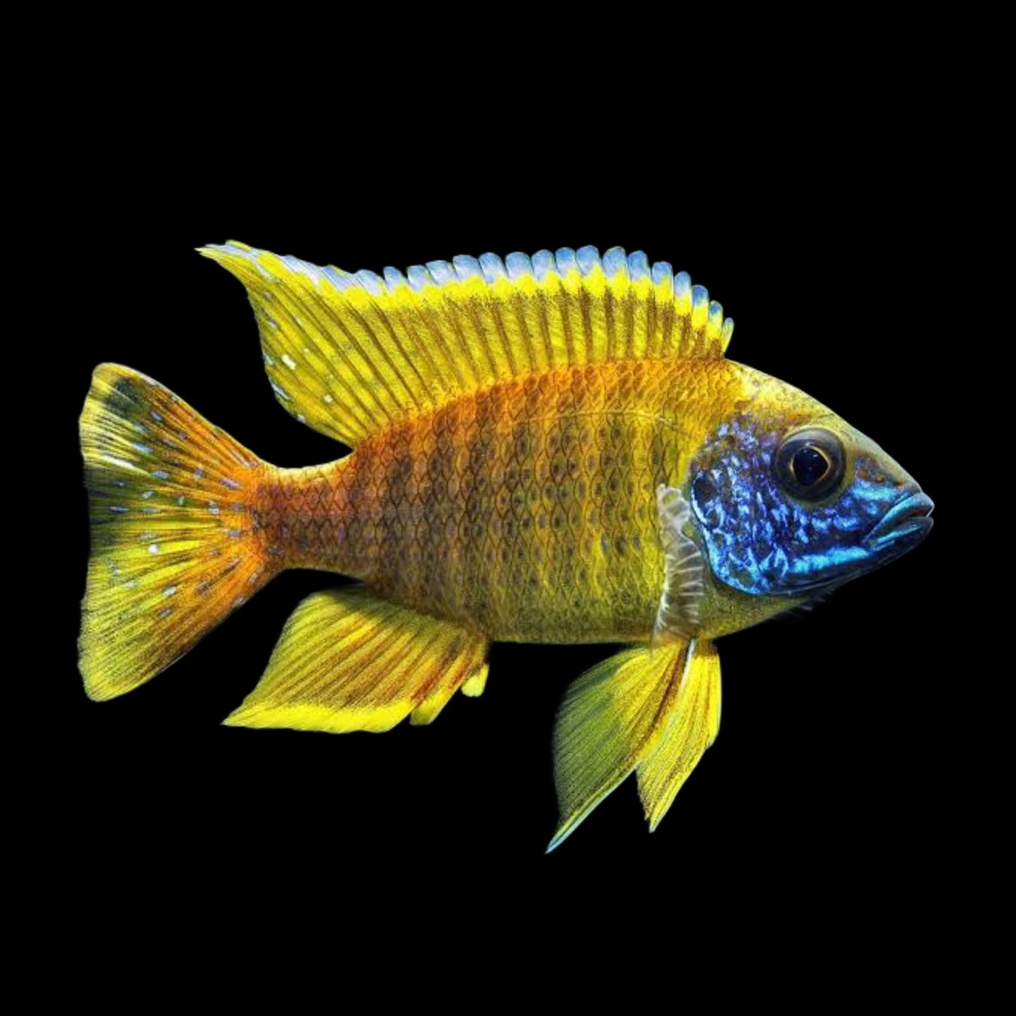 Benga Peacock - Obsidian Aquatics