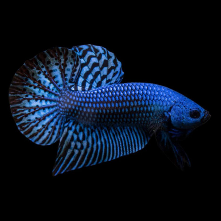 Betta - Blue Alien - Obsidian Aquatics