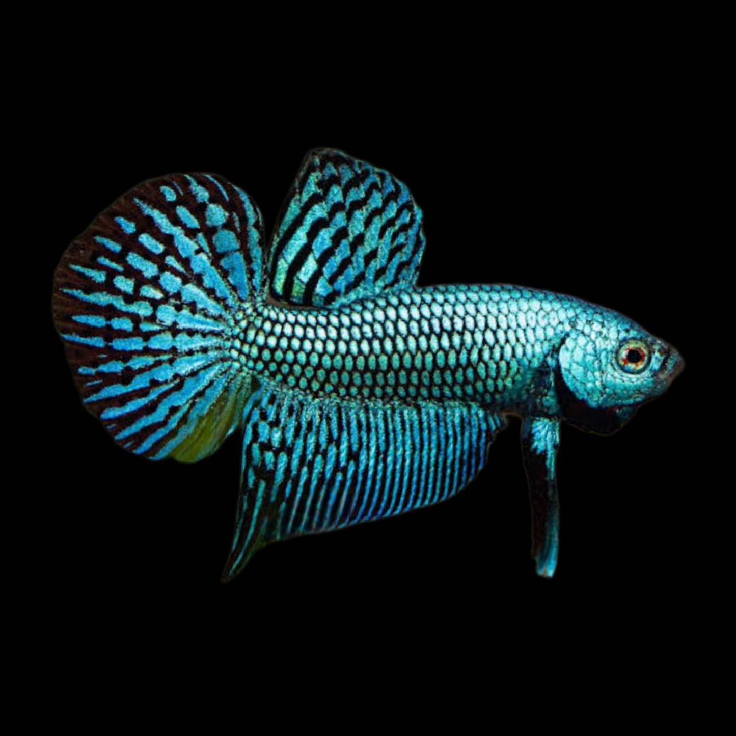 Betta - Green Alien - Obsidian Aquatics