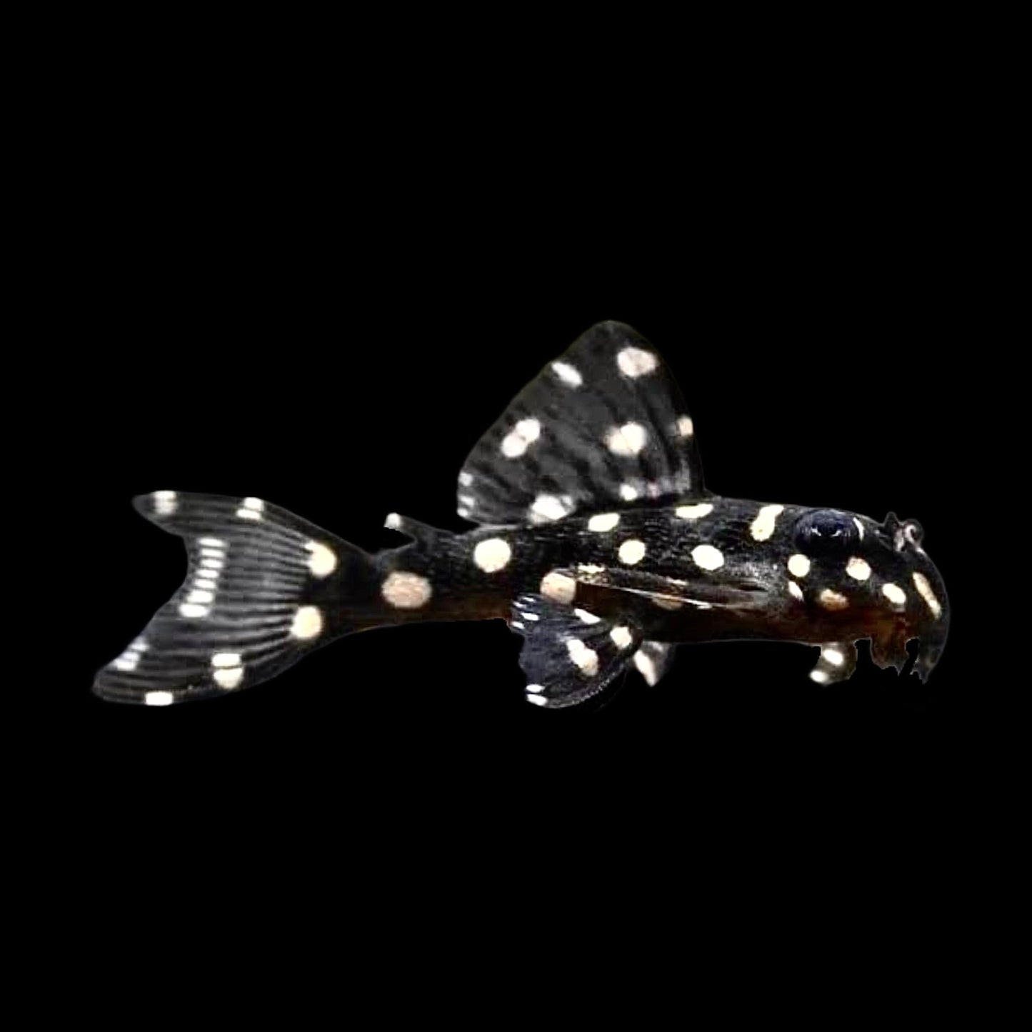 Dwarf Snowball Pleco L471 - Obsidian Aquatics