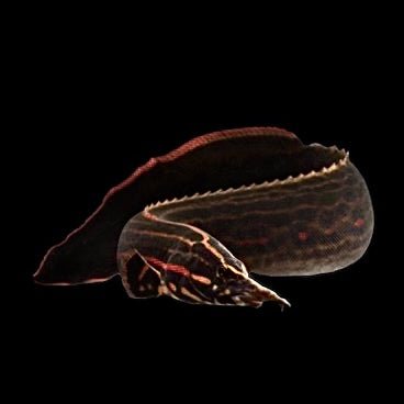 Fire Eel - Obsidian Aquatics