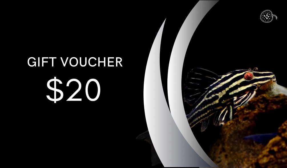 Gift voucher - Obsidian Aquatics