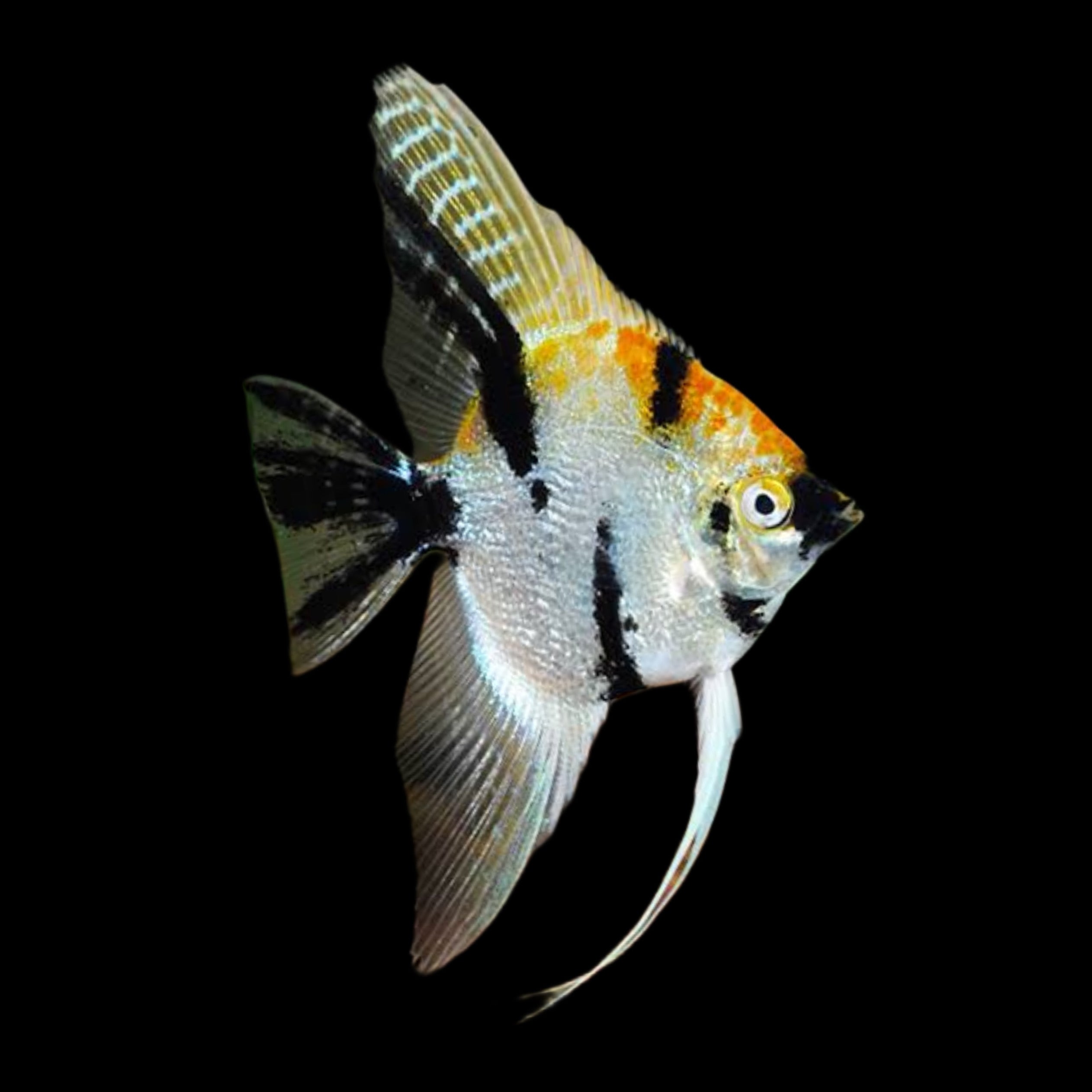 Koi Angelfish – Obsidian Aquatics