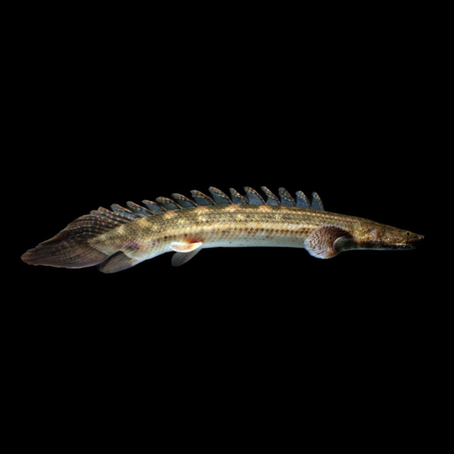 Lapradei Bichir - Obsidian Aquatics