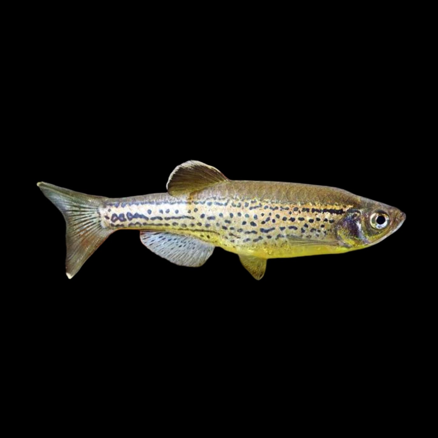 Leopard Danio - Obsidian Aquatics