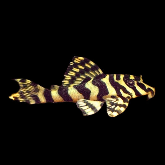 Leopard Frog Pleco L134 - Obsidian Aquatics