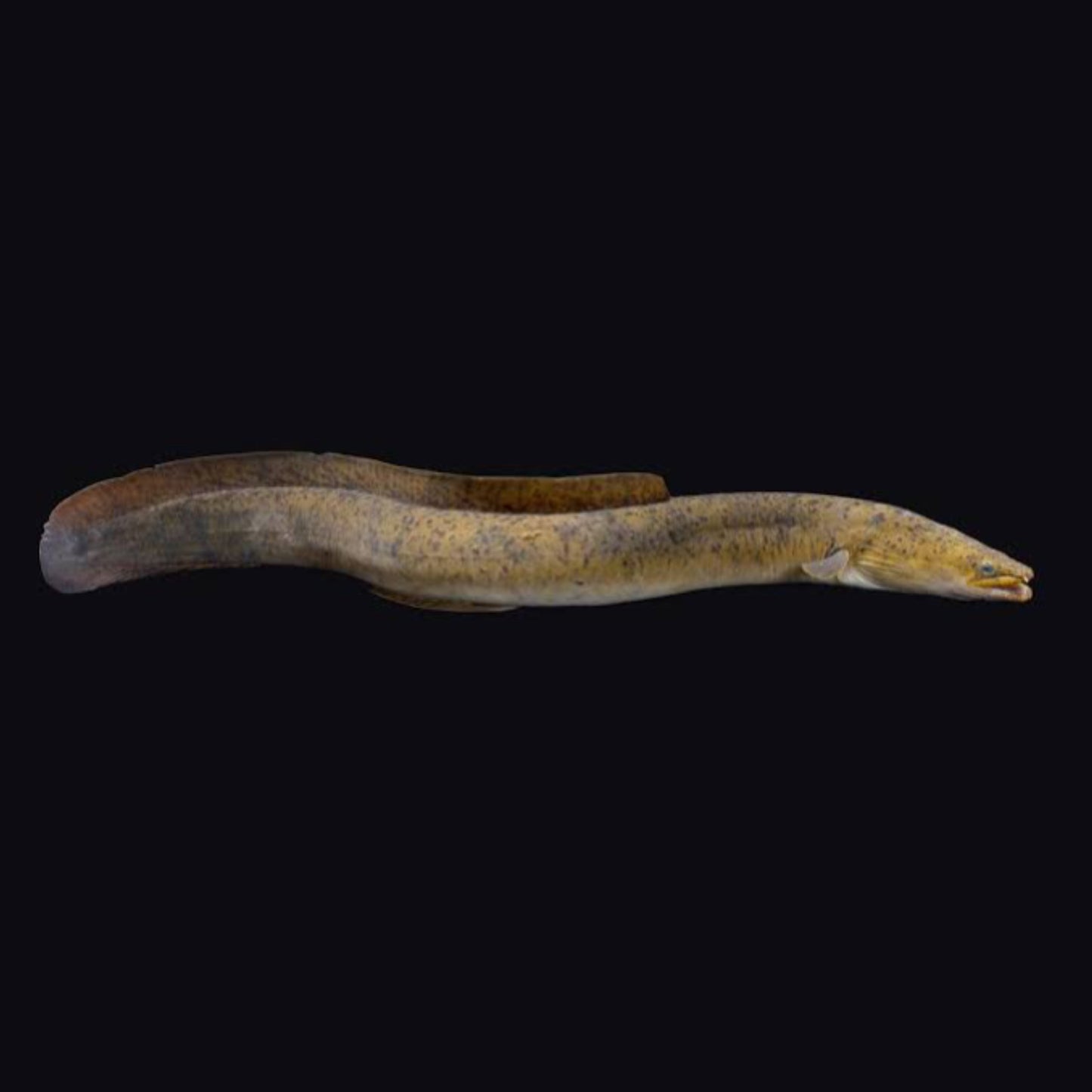 Longfin Eel - Obsidian Aquatics