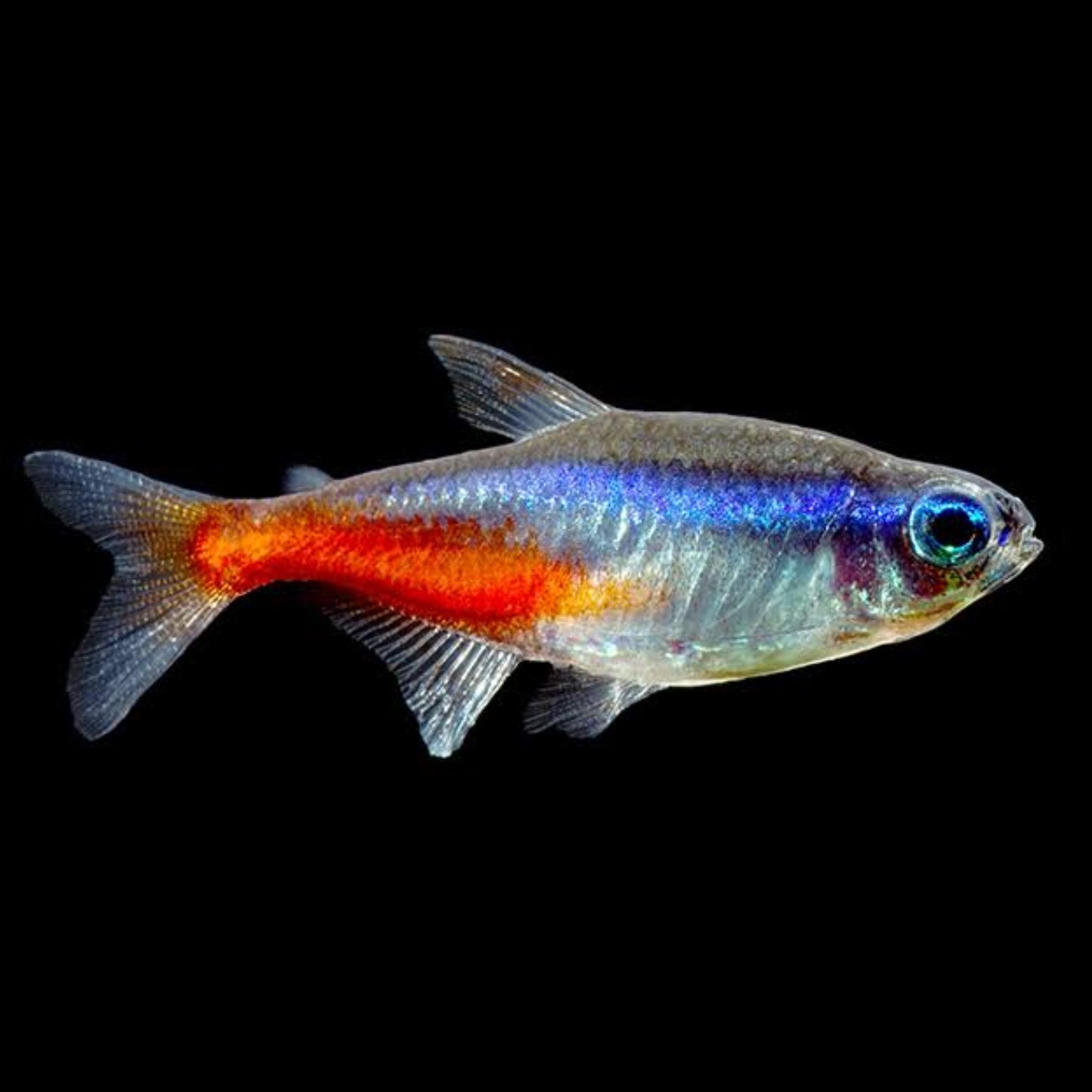 Neon Tetra - Obsidian Aquatics