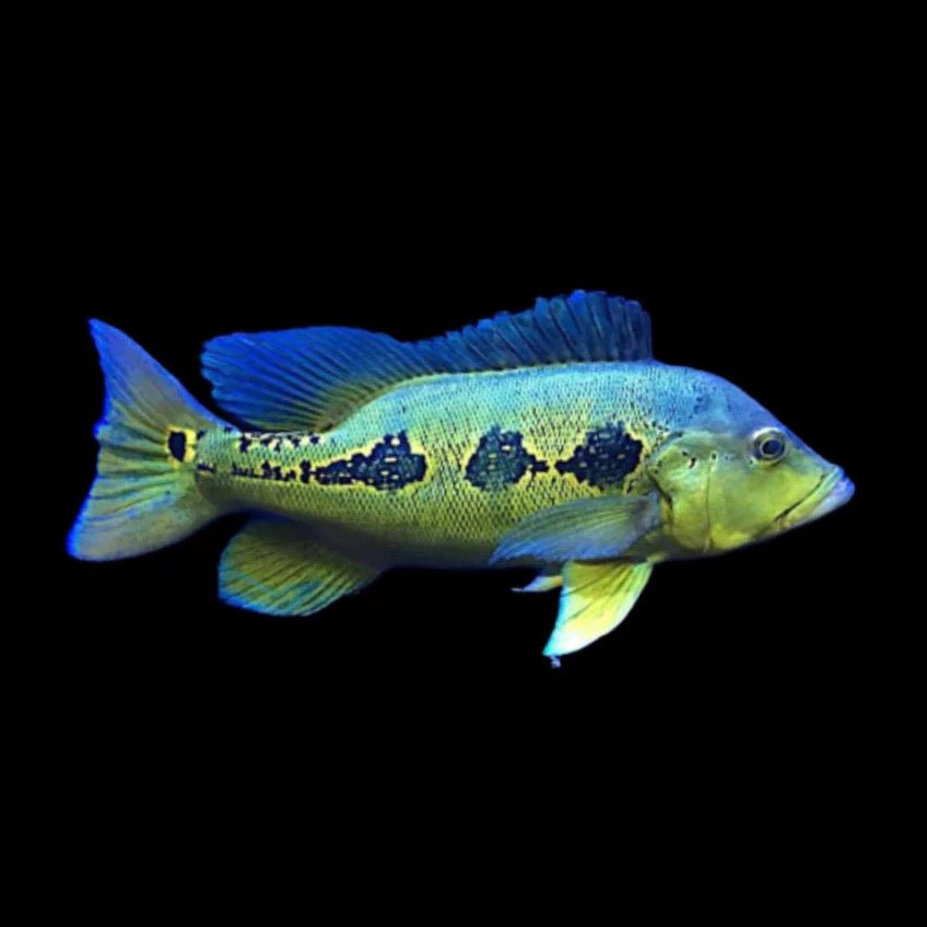 Orinoco Peacock Bass - Fishing Planet Wiki