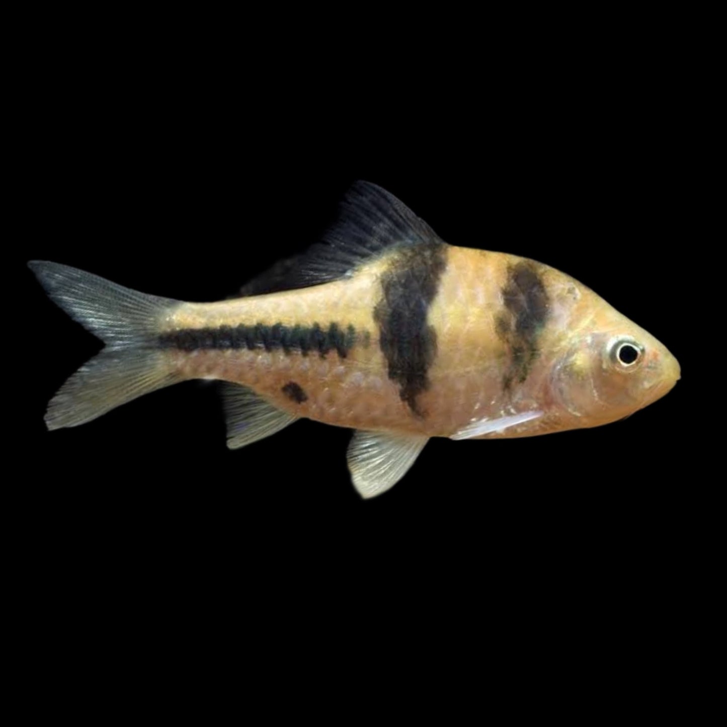 Spanner Barb - Obsidian Aquatics