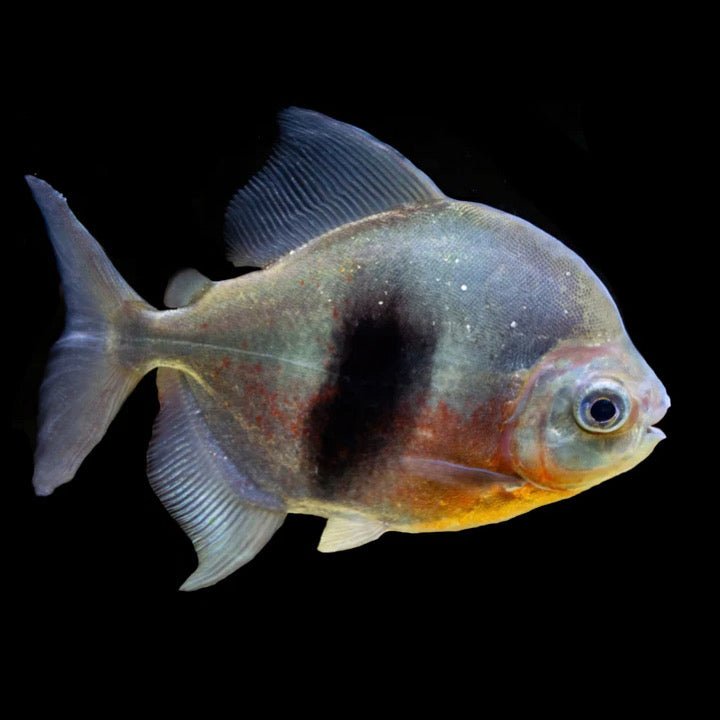 emperor blue hook fish Wide Bar Silver Dollar