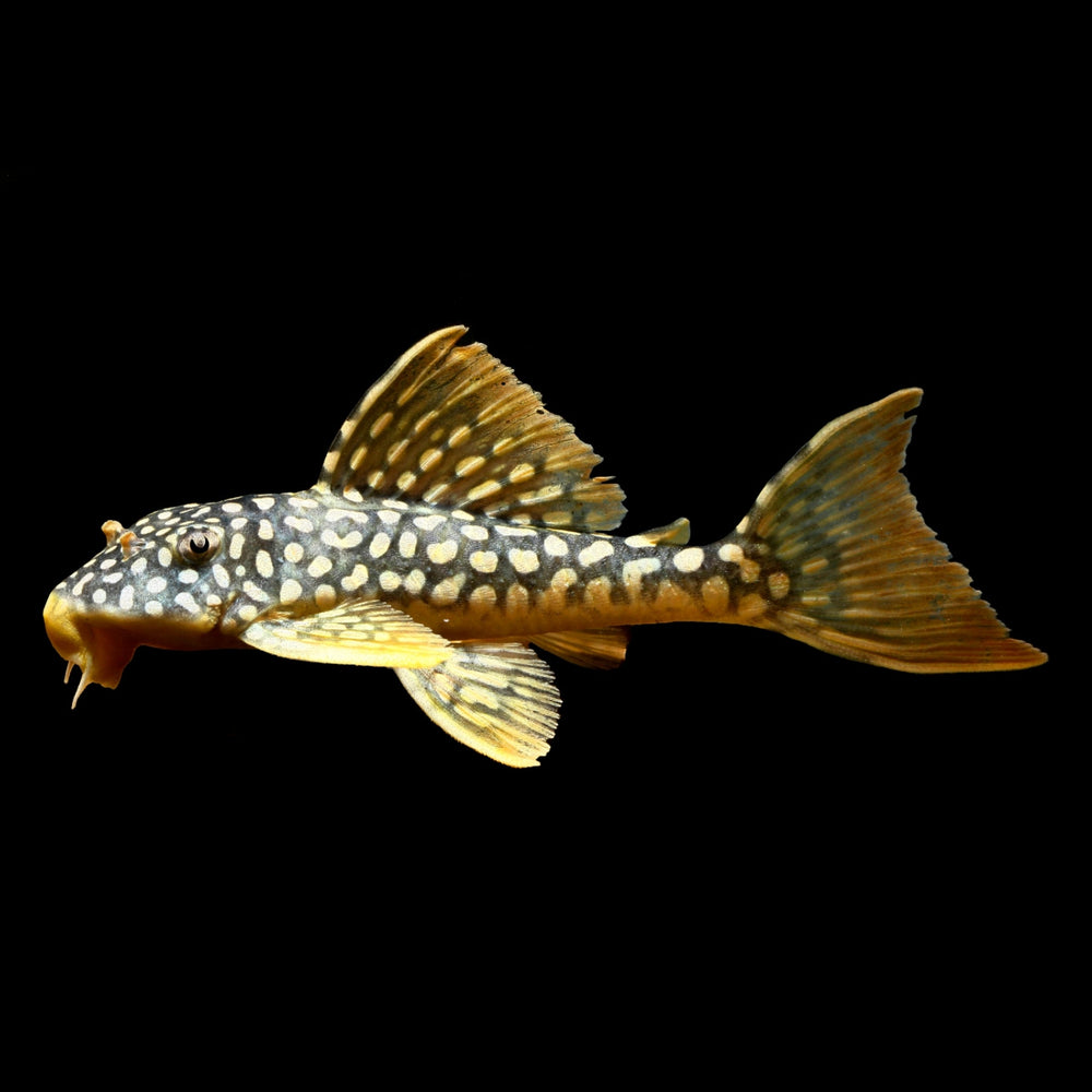 Obsidian Aquatics
