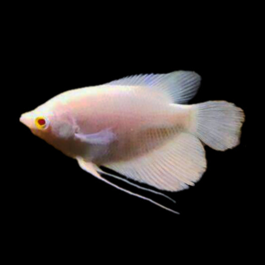 Albino Giant Gourami - Obsidian Aquatics