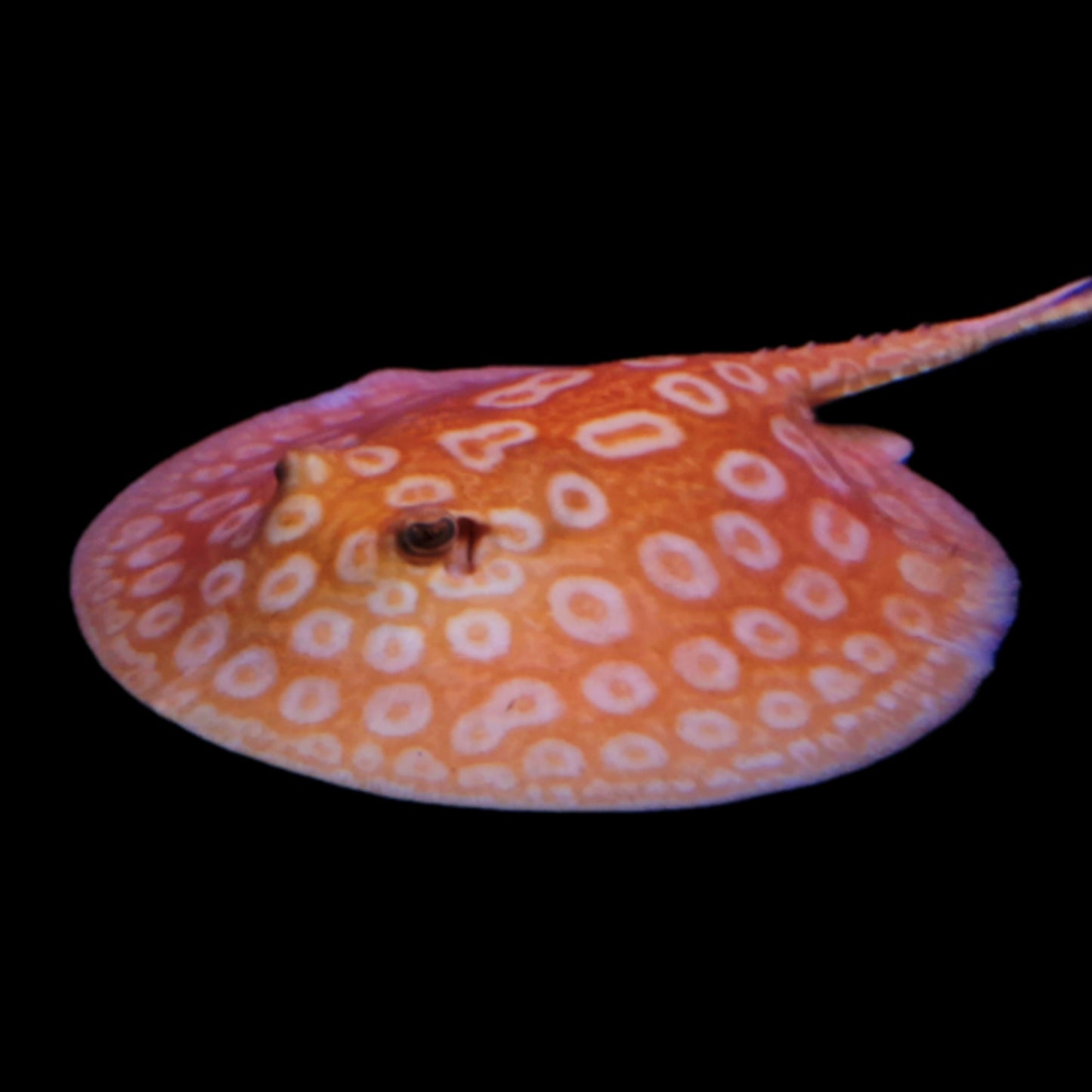 Albino Pearl Stingray - Male - Obsidian Aquatics