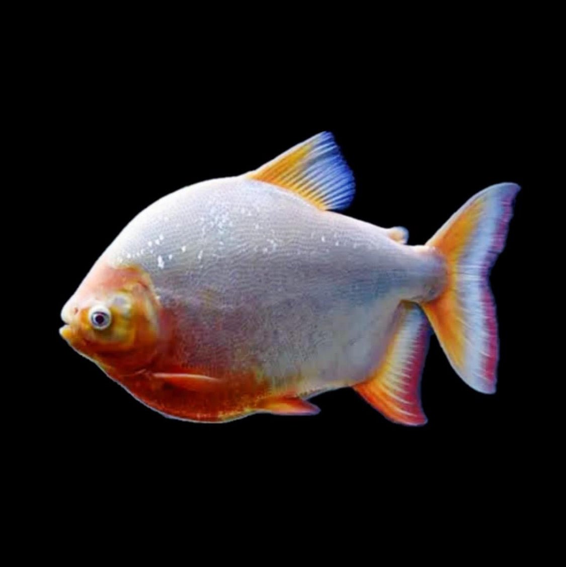 Albino Red Belly Pacu - Obsidian Aquatics