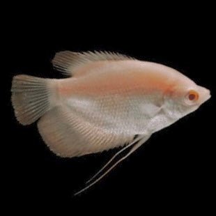 Albino Red - Tail Giant Gourami - Obsidian Aquatics