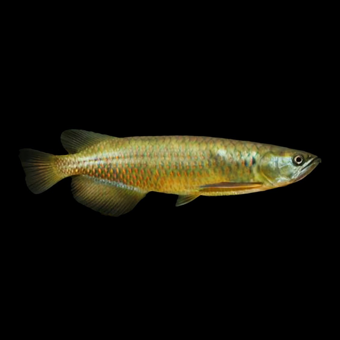 Australian Arowana - Saratoga Leichardti - Obsidian Aquatics