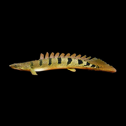 Delhezi Bichir - Obsidian Aquatics