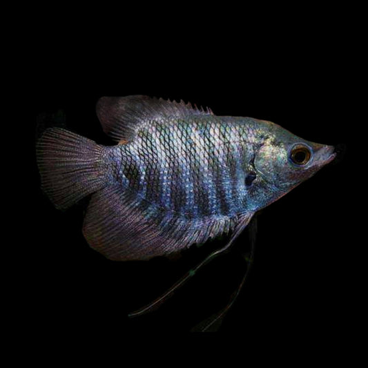 Grey Giant Gourami - Obsidian Aquatics