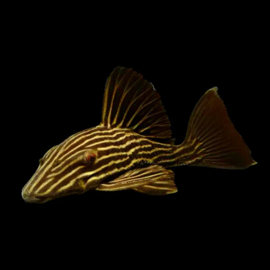 L27D - Goldline Thunder Royal Pleco - Obsidian Aquatics