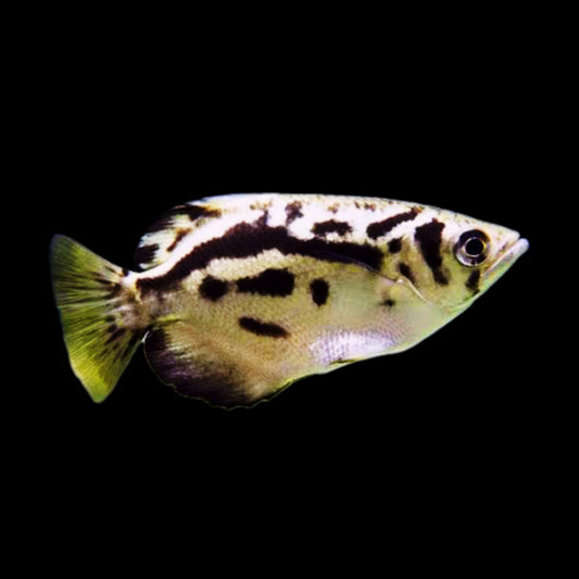 Marble Archerfish - Obsidian Aquatics