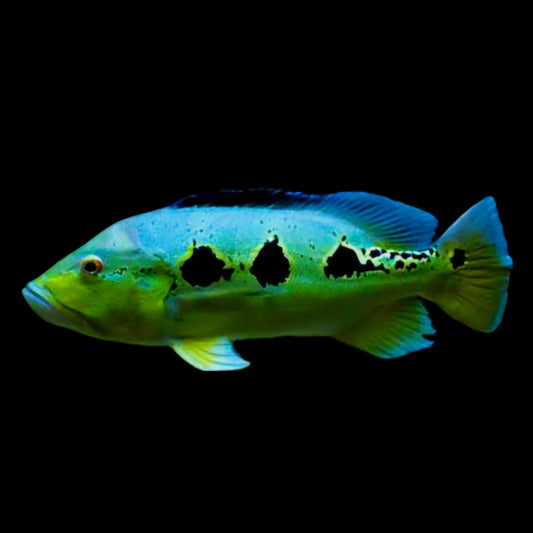 Orinoco Peacock Bass - Obsidian Aquatics