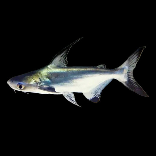 Paroon Shark - Obsidian Aquatics