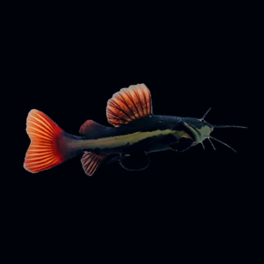 Redtail Catfish - Obsidian Aquatics
