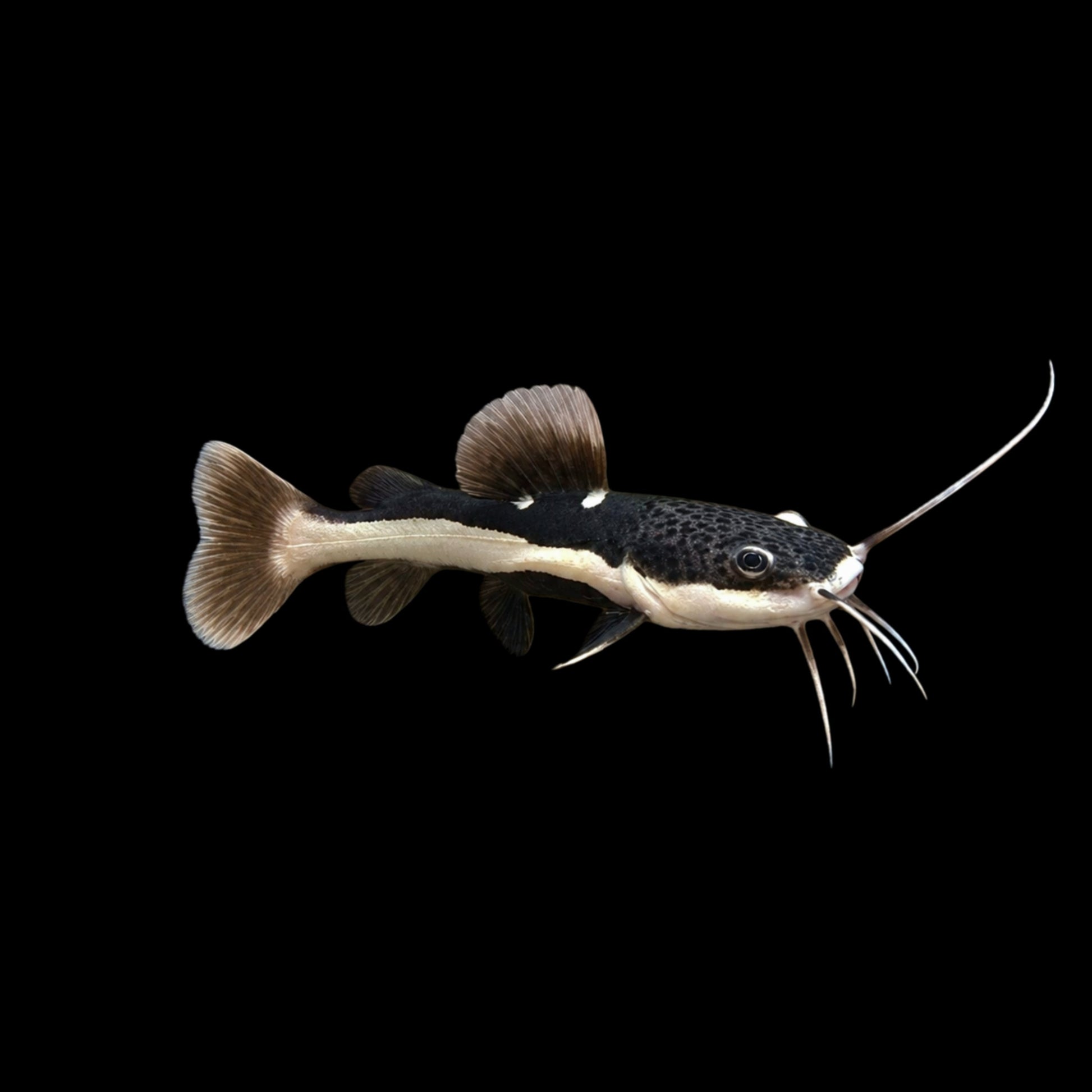 Redtail Catfish - Obsidian Aquatics