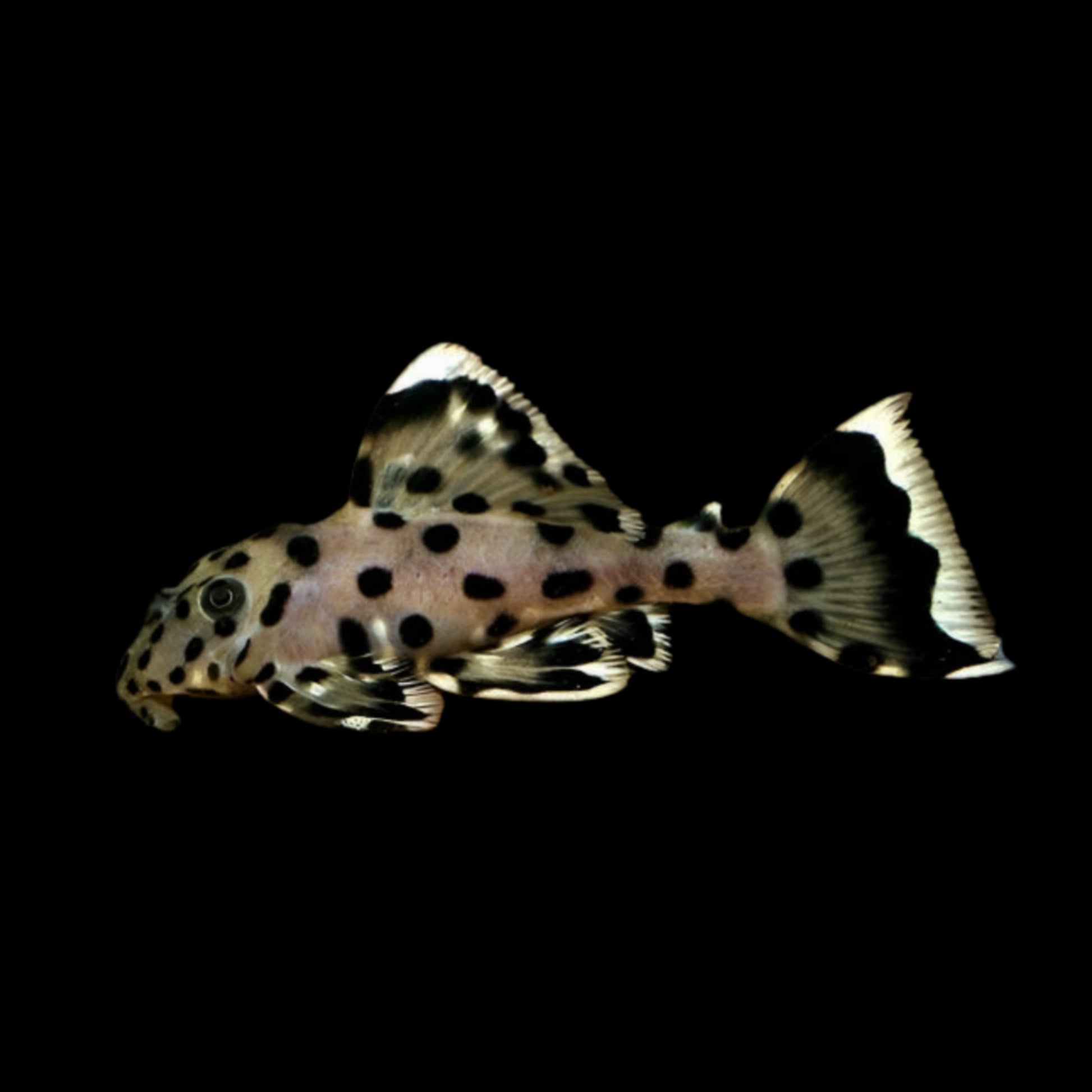 Sultan Pleco - L264 - Obsidian Aquatics