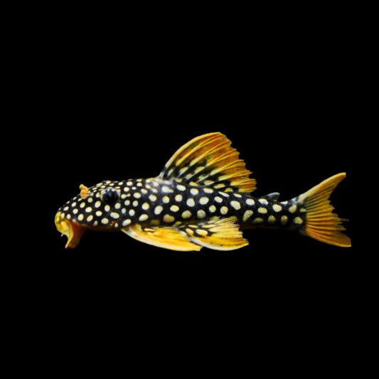 Sunshine Pleco L014 - Obsidian Aquatics