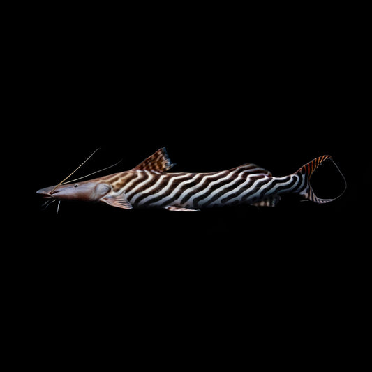 Tigrinus Catfish - Obsidian Aquatics