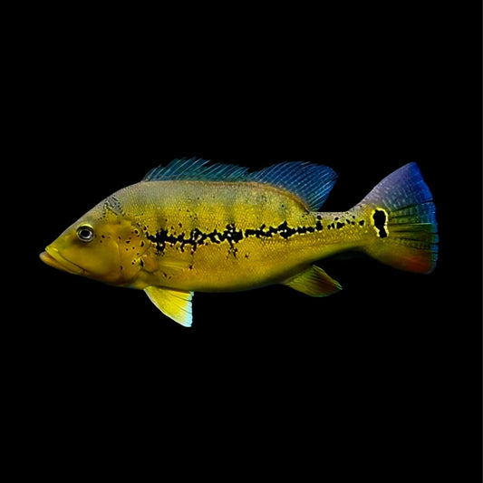 Xingu Peacock Bass - Obsidian Aquatics