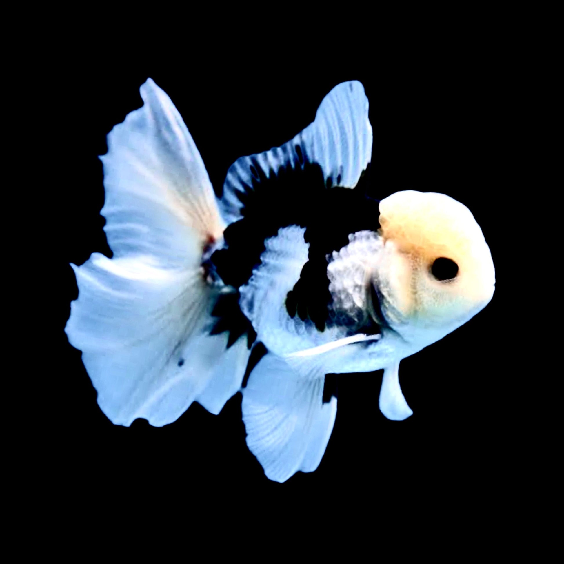 A-Grade Panda Oranda - Obsidian Aquatics