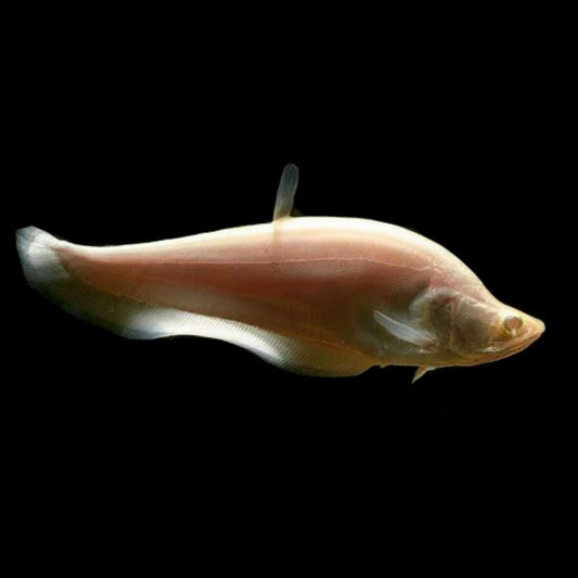 Albino Clown Knifefish - Juvenile - Obsidian Aquatics
