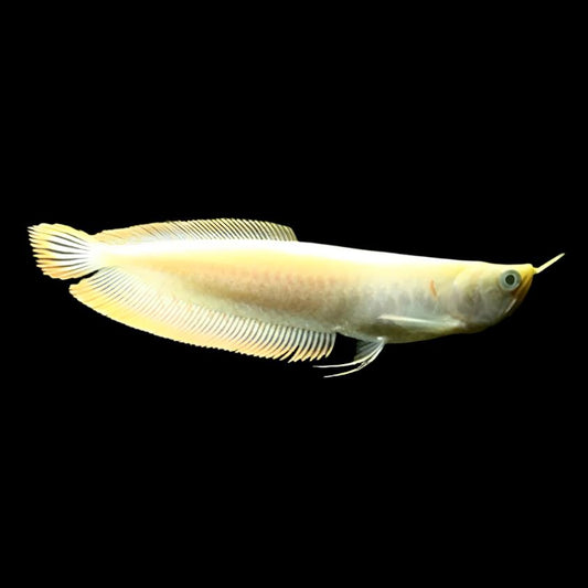 Albino Silver Arowana - Juvenile - Obsidian Aquatics