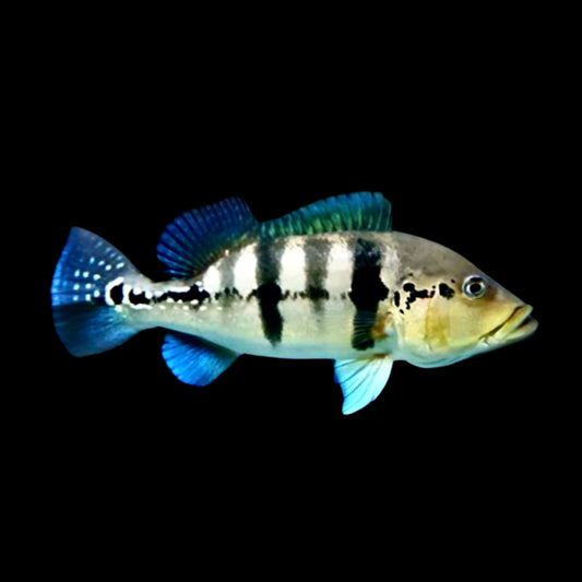Azul Peacock Bass 5-6cm - Obsidian Aquatics