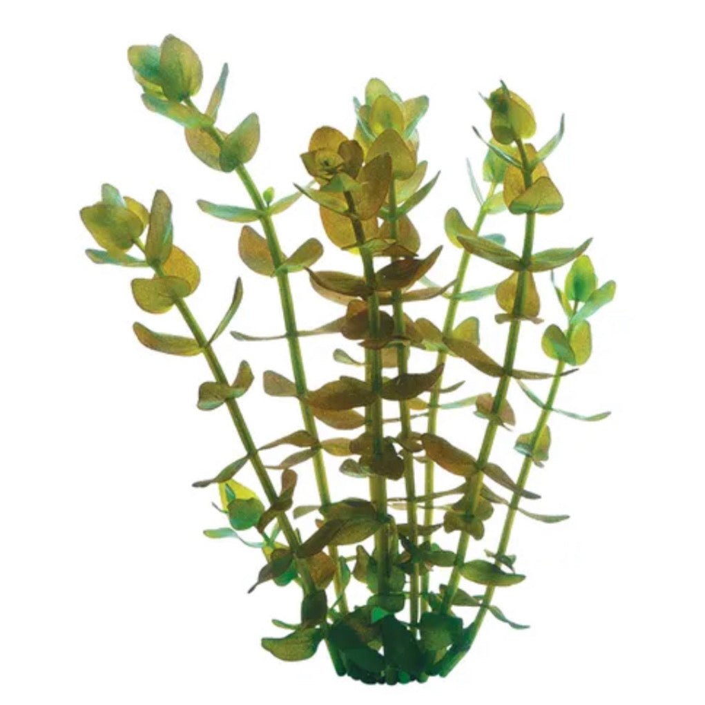 Bacopa - Obsidian Aquatics