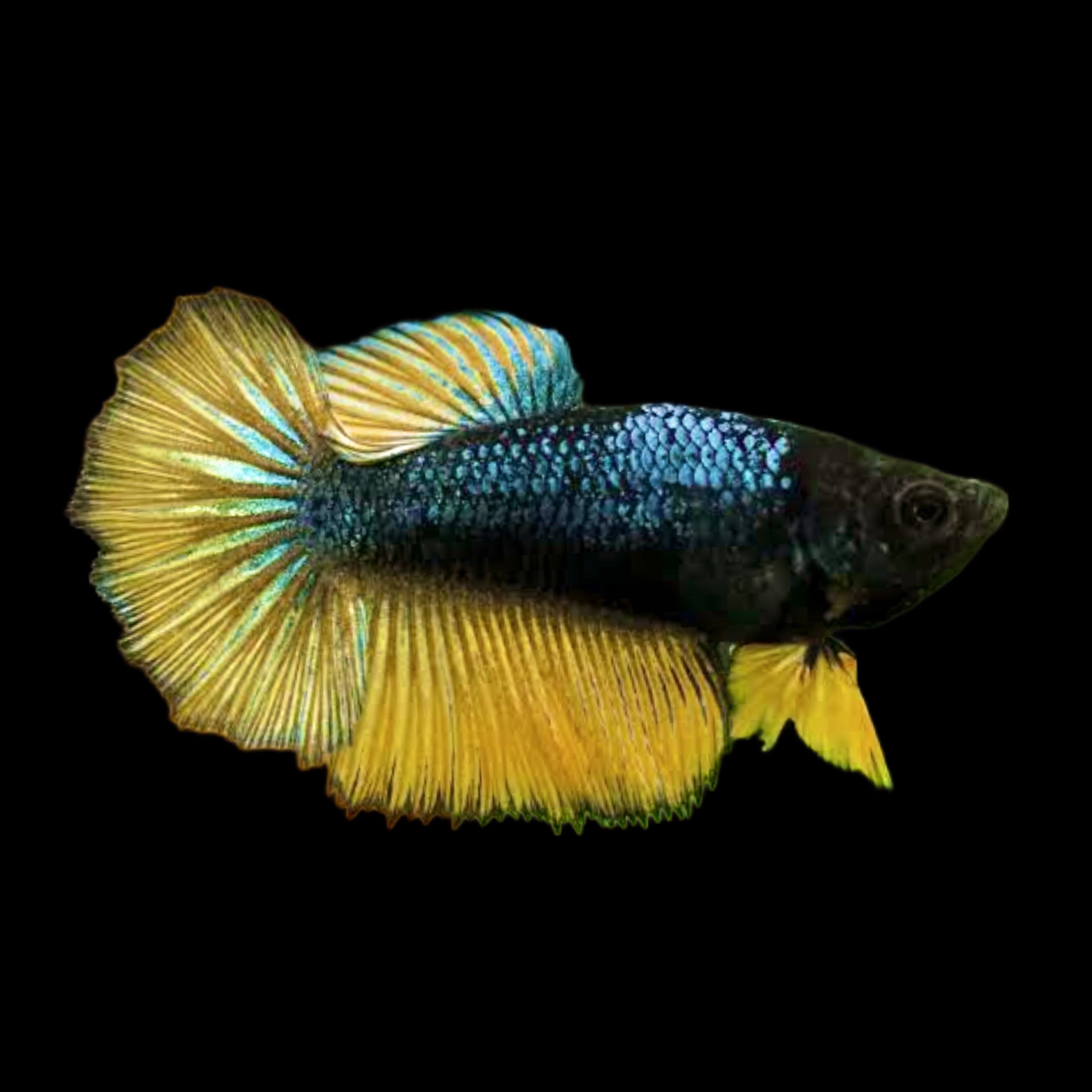 Mustard gas best sale female betta