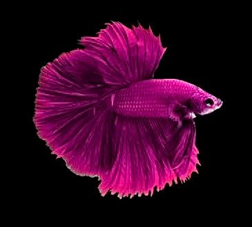 Betta - Halfmoon Pink - Obsidian Aquatics