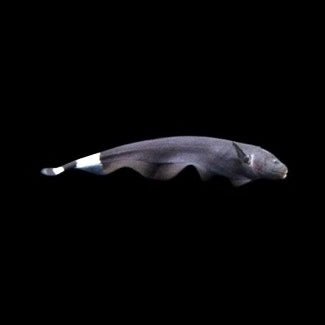 Black Ghost Knife - Obsidian Aquatics