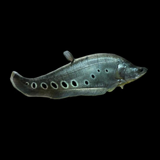 Clown Knife - Obsidian Aquatics